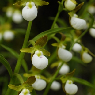 Cypripedium californicum